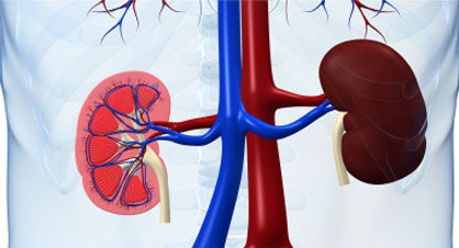 Allikas: https://www.kliinik.ee/uudised/aid-14236/kontrolli-oma-neerusid