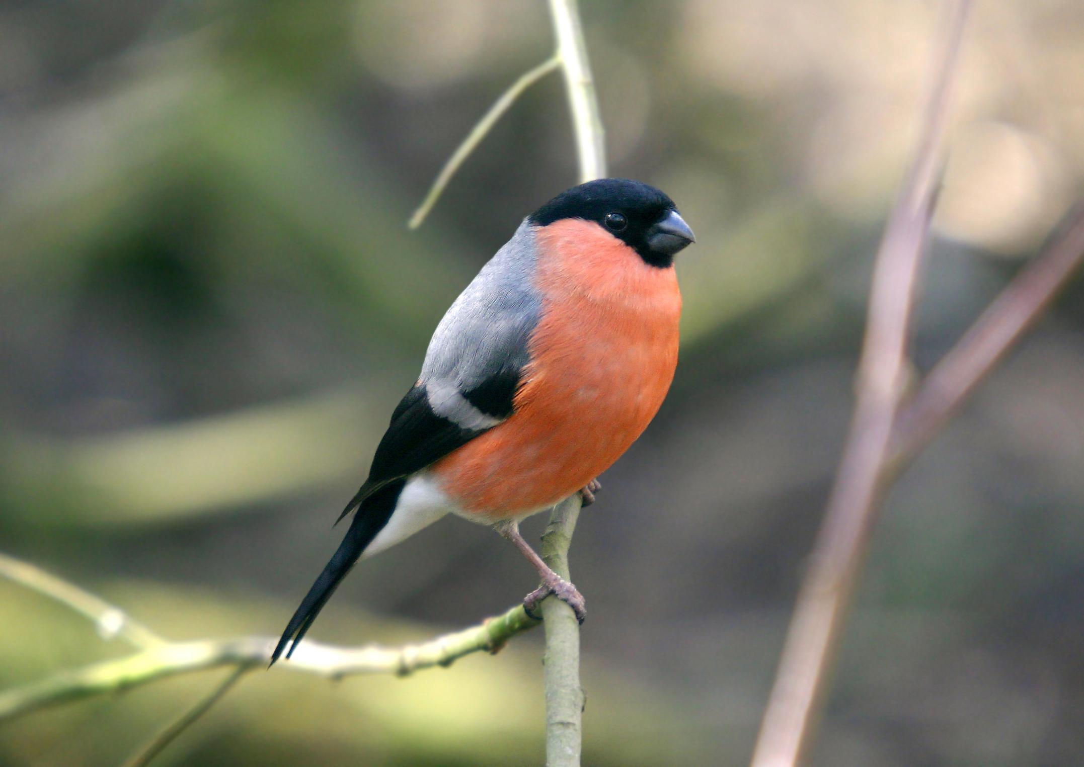 https://et.wikipedia.org/wiki/Leevike#/media/File:Bullfinch_at_Pennington_Flash.jpg