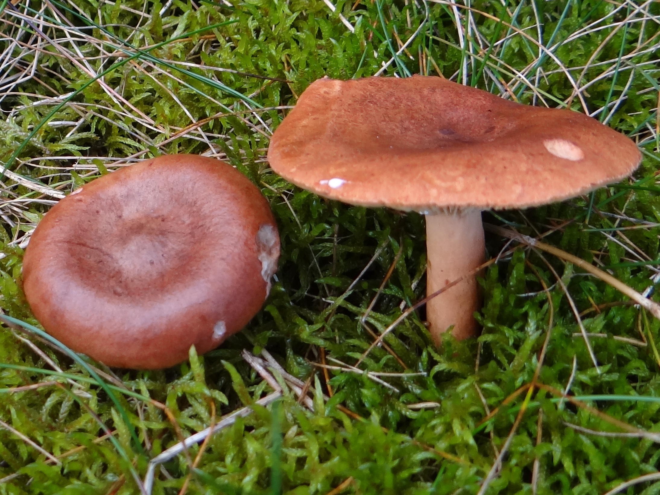 https://upload.wikimedia.org/wikipedia/commons/5/52/Lactarius_rufus_B%C5%BB5.jpg
