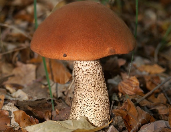 https://upload.wikimedia.org/wikipedia/commons/7/7a/Leccinum_aurantiacum.jpg