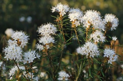 Allikas: http://www.looduskalender.ee/node/7585