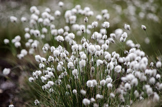 Allikas: http://looduses.blogspot.com.ee/2015/05/tupp-villpea-eriophorum-vaginatum-hares.html