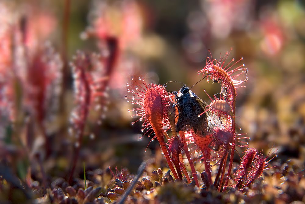 Allikas: http://rakifoto.blogspot.com.ee/2011/07/pikalehine-huulhein-drosera-anglica.html