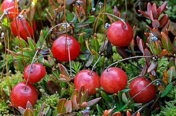 Allikas: http://www.looduskalender.ee/node/14624